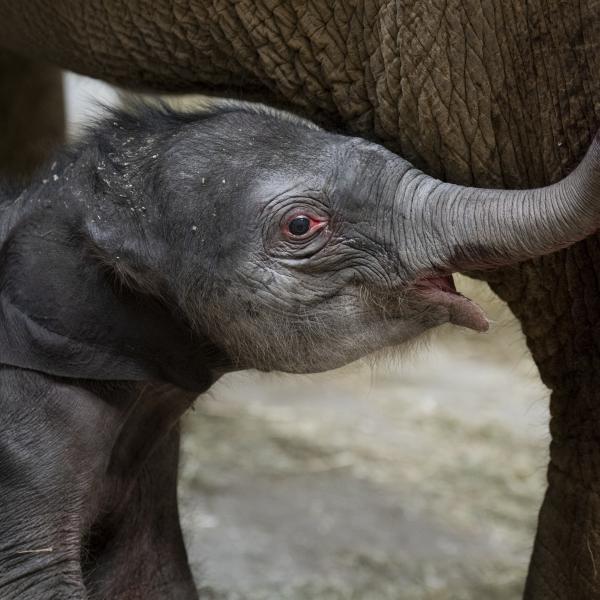 baby elephant