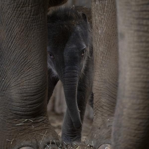baby elephant at the Columbus Zoo