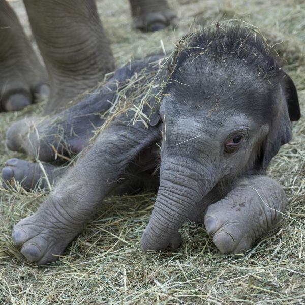 baby elephant laying in straw