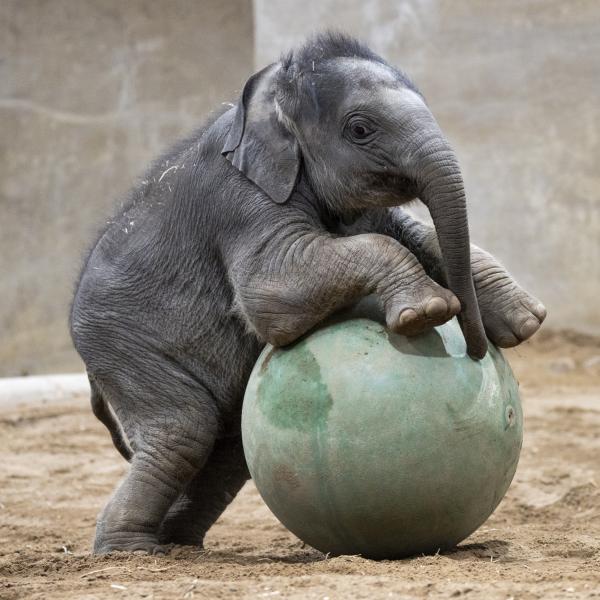 baby elephant playing with boomer ball