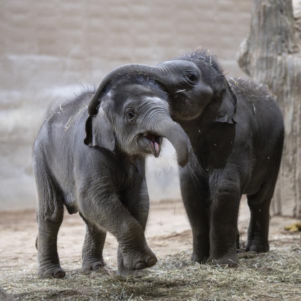 two elephant siblings