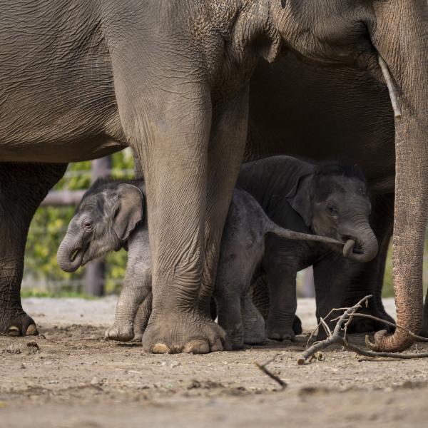 elephant calf biting the other's tail