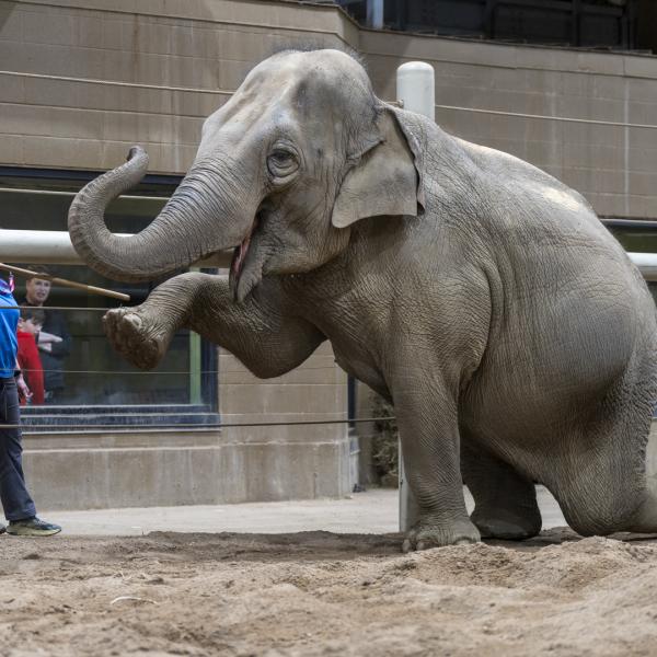 elephant stretching