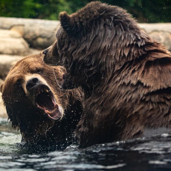 two brown bears