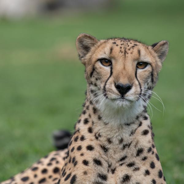 Cheetah