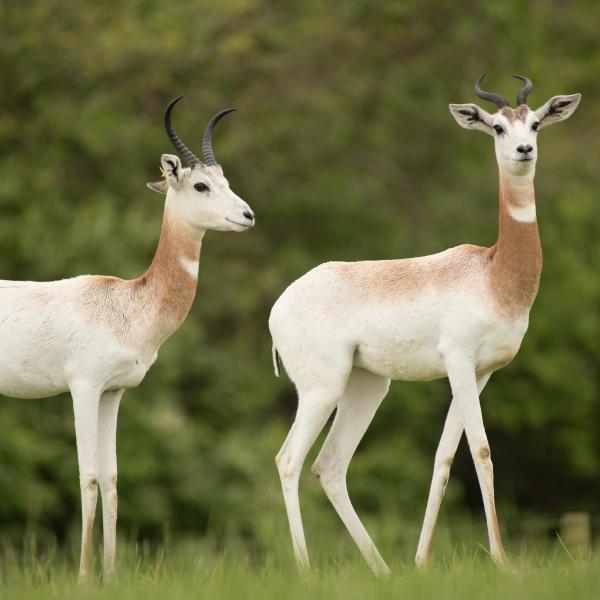 dama gazelle