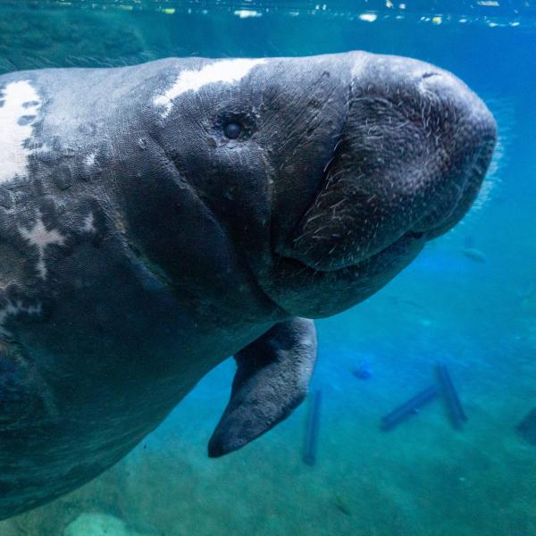 manatee in water