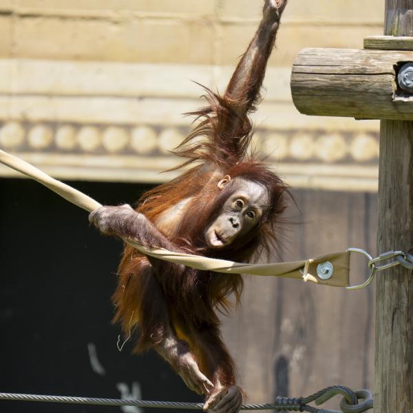 orangutan