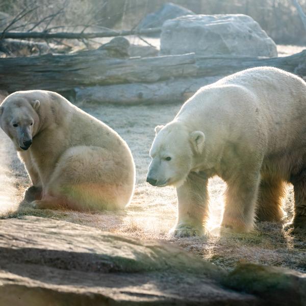 Polar bears