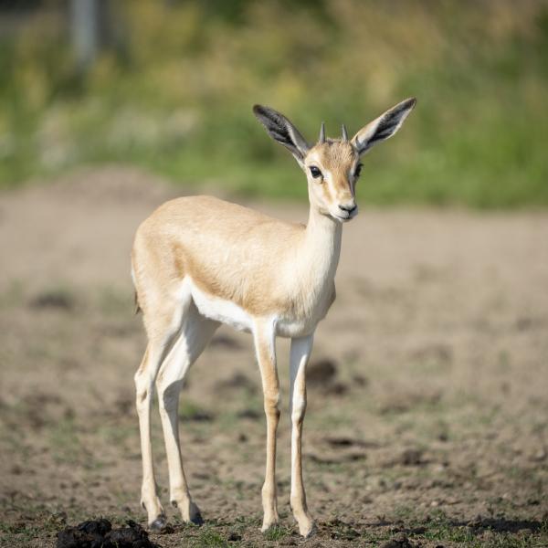 baby gazelle