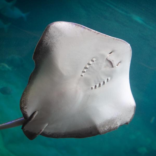 stingray