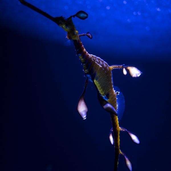 weedy sea dragon
