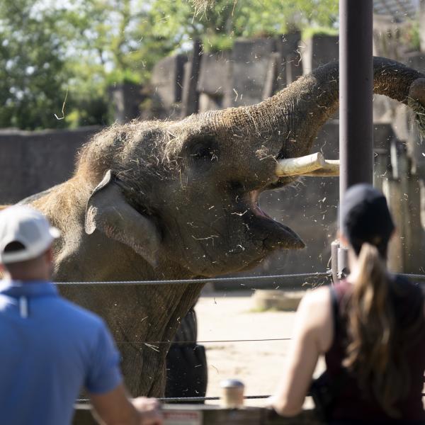 Columbus Zoo guests looking at Asian elephant