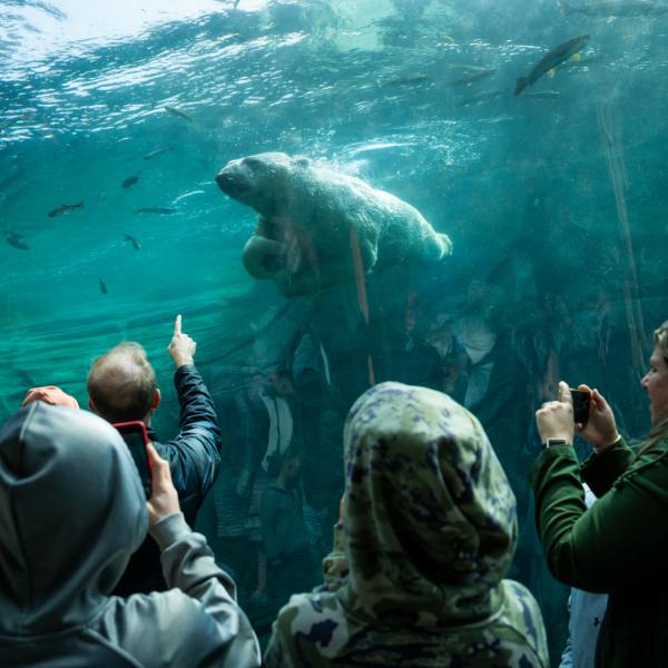 guests watching polar bear swim