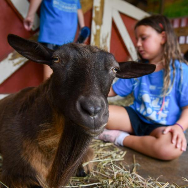 child brushing goat