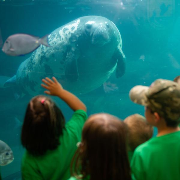 Kids looking at Manatee