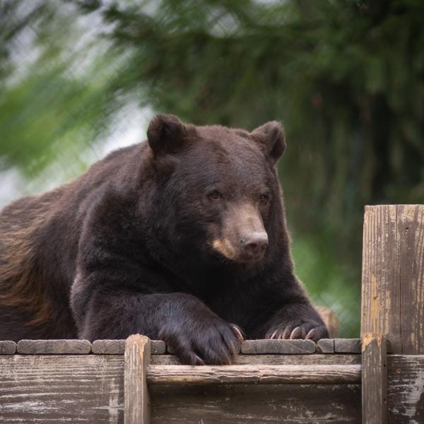 Black Bear Stevie