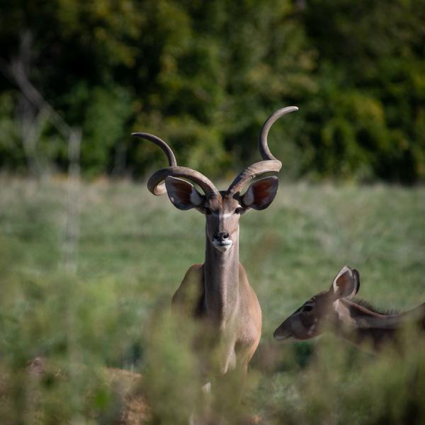 George the kudu
