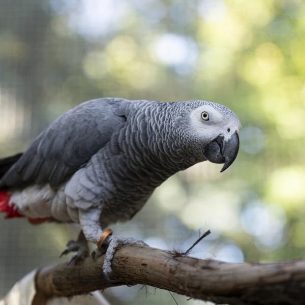 African grey parrot, Shakespeare, walking on branch