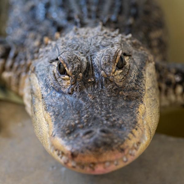 American alligator