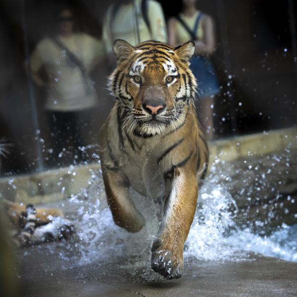 Amur tiger, Lewis