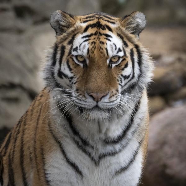 Female Amur Tiger