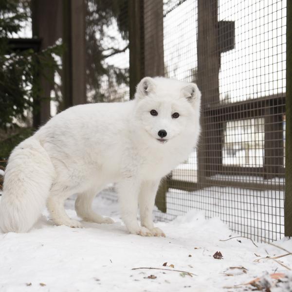 Arctic fox, Marco, full body