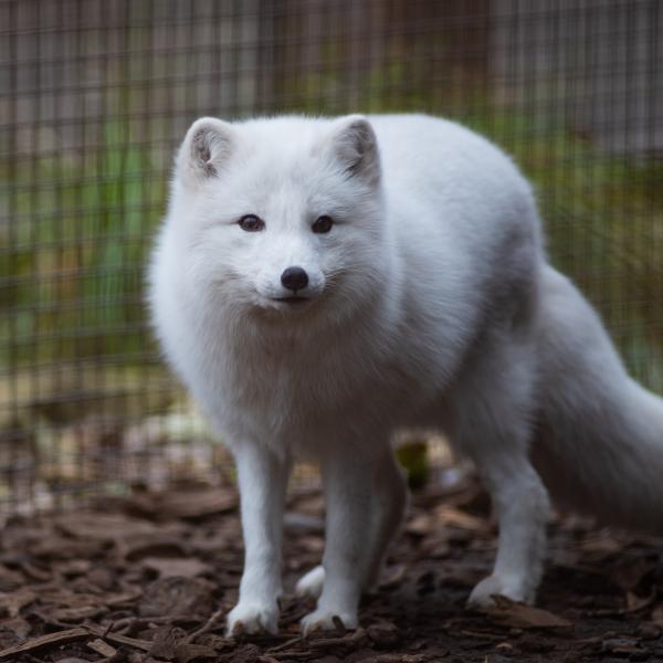 Arctic fox, full body