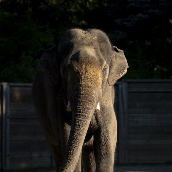 Asian elephant, Johnson