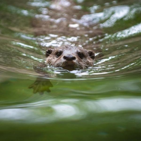 Asian Small-clawed otter swimming
