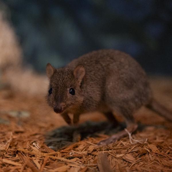 Bettong, Salsa