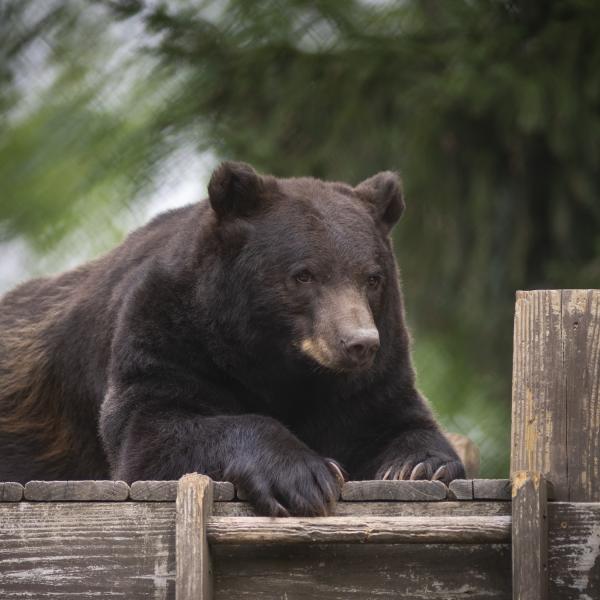 Black bear, Stevie, on top of a platform