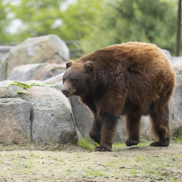bear.