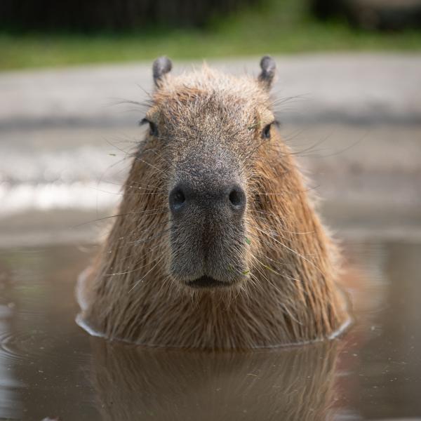 Capybara in pool