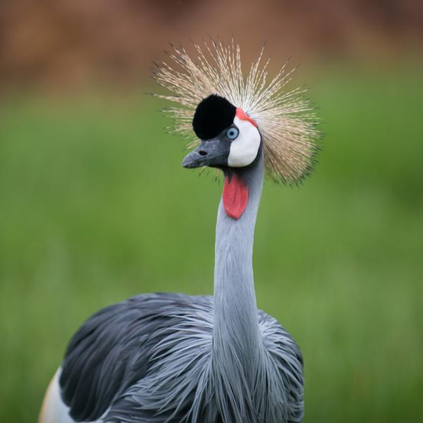 Crowned crane in the Savanna