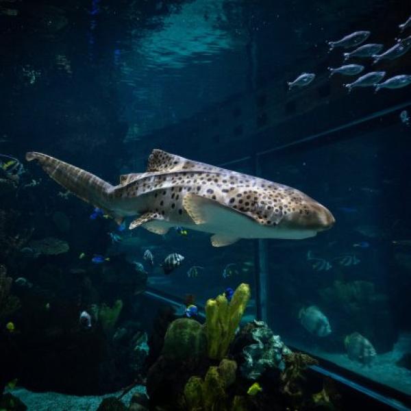Discovery Reef Aquarium