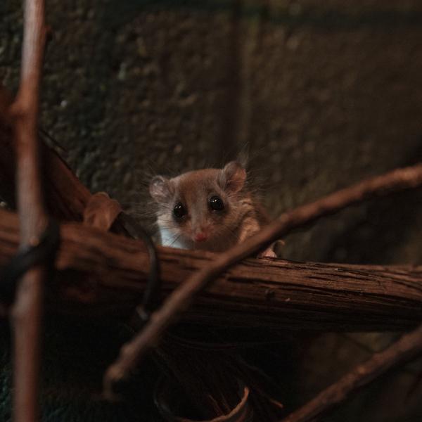 Feathertail glider