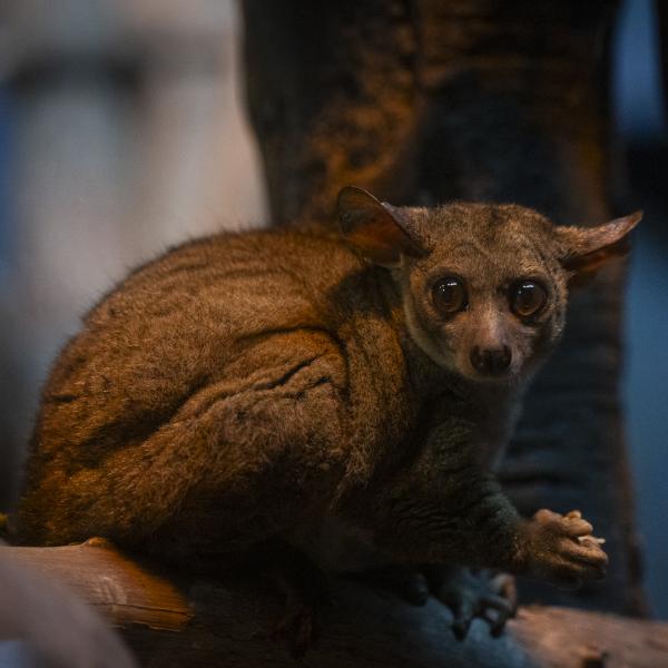 Galago Dobby on a branch