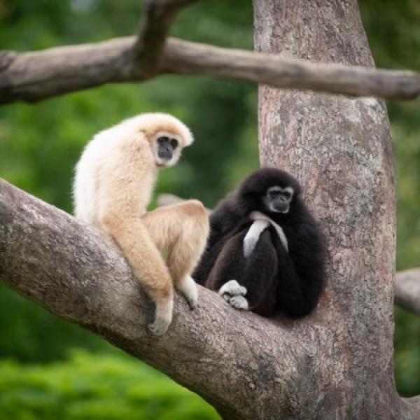 Gibbons, both cream and black, in a tree