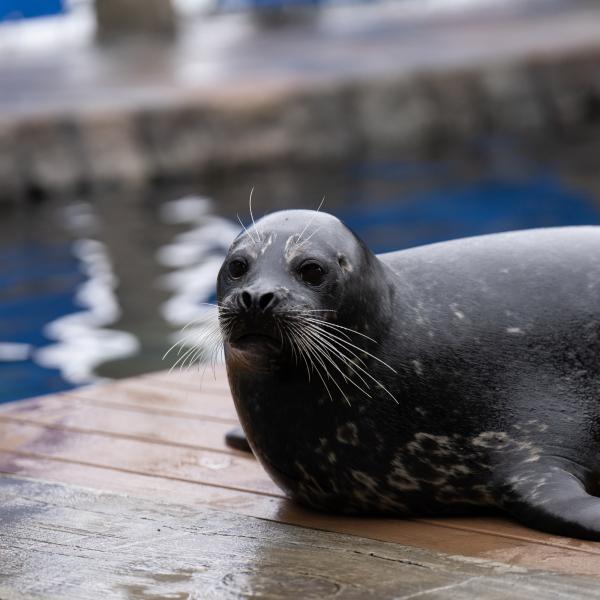 Harbor seal on land