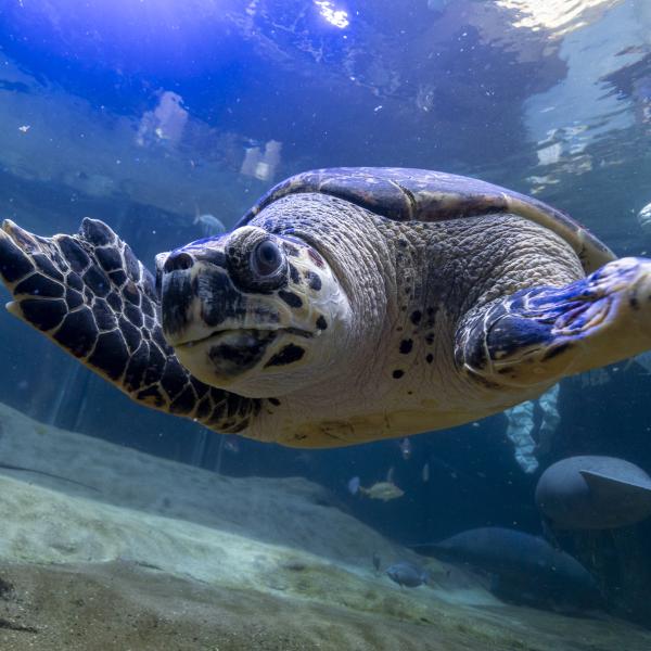 Buddy, a hawksbill sea turtle, swimming in the habitat