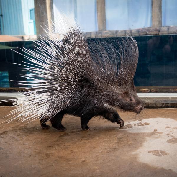 Indian Crested Porcupine, Curry