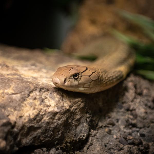 King cobra
