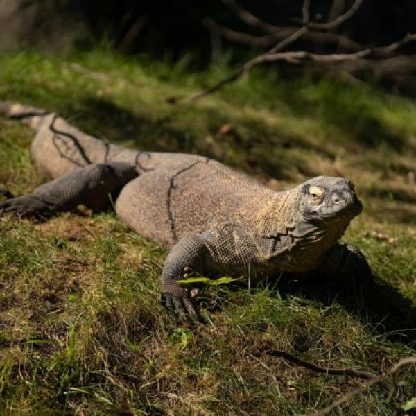 Komodo Dragon