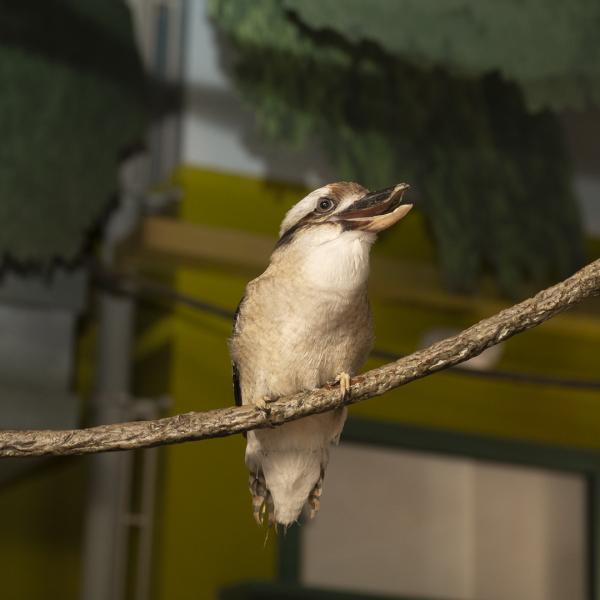 Laughing kookaburra on a branch