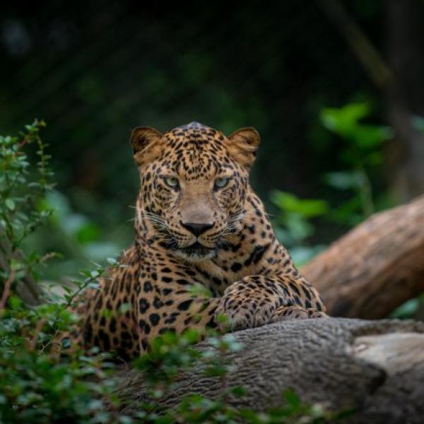 Leopard