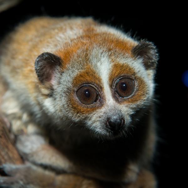 Pygmy slow loris on branch