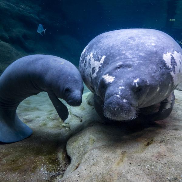 A young manatee and long-time resident, Stubby, in the habitat
