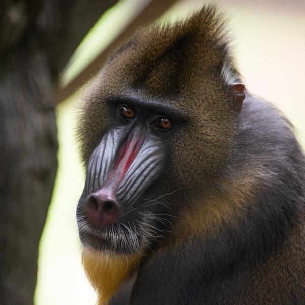 Male mandrill