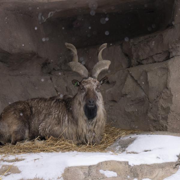 Male markhor, Gambit
